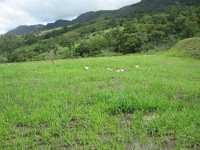 /album/obras/andino1-416-jpg/